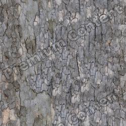 Seamless Tree Bark